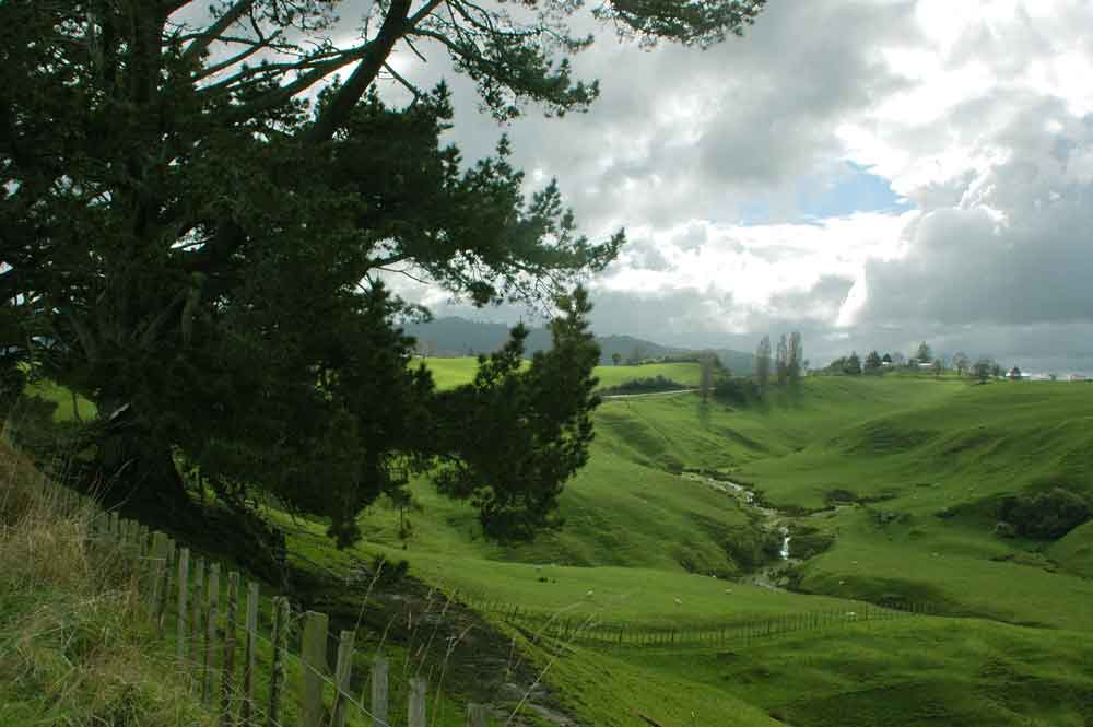 91 - Nueva Zelanda - Matamata, tierra de los hobbits